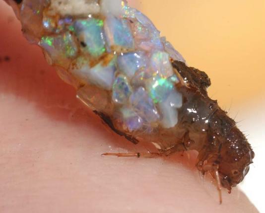 wildscape1 wildscape1