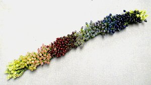 bw2fr1-spring-fringe-done-1